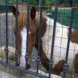 Un cavallo